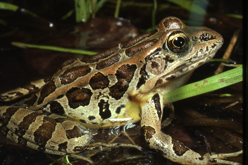 Pickerel frog (Lithobates palustris). Pickerel frog (Lithobates palustris). Credit: Jack Ray